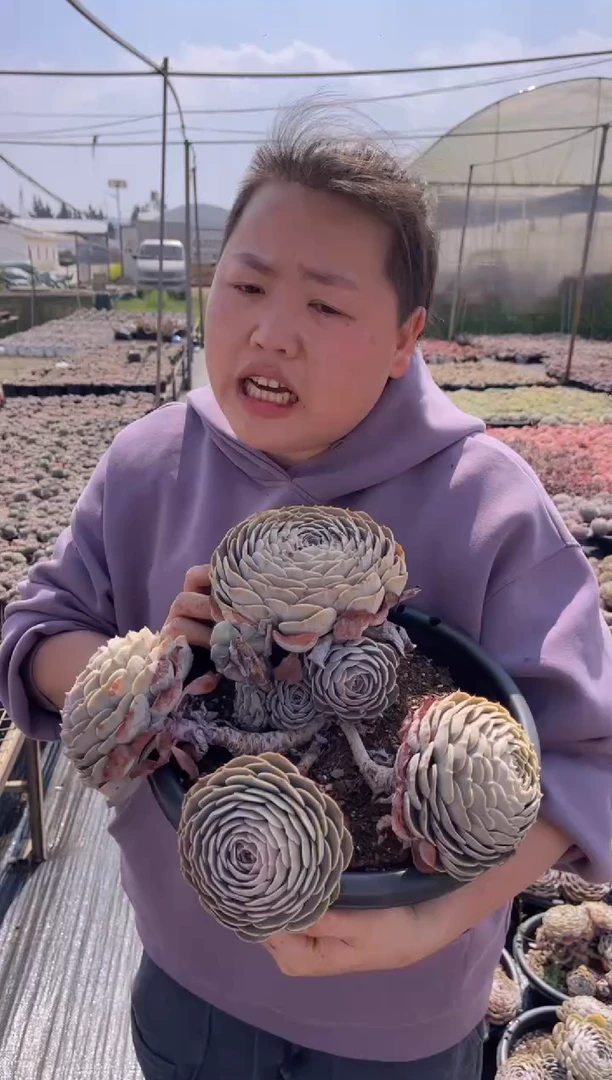 【闪购商品】24-四头起天赐老桩19.99