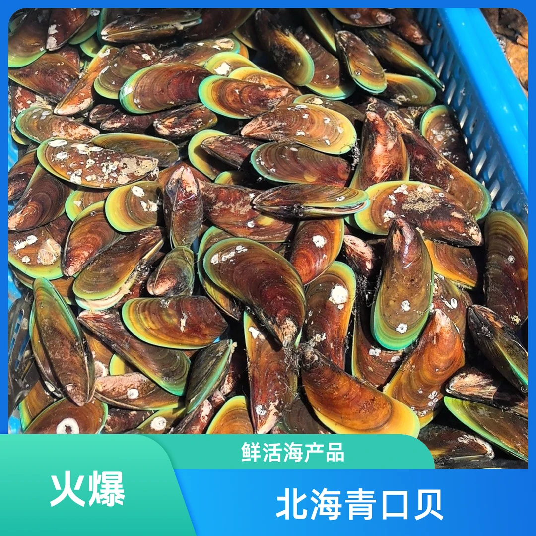 【鲜活】北海中青口贝