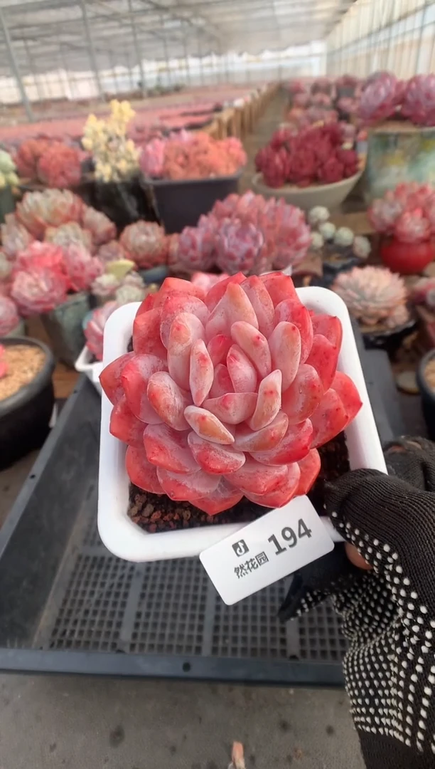 194雪天使多肉植物一物一拍