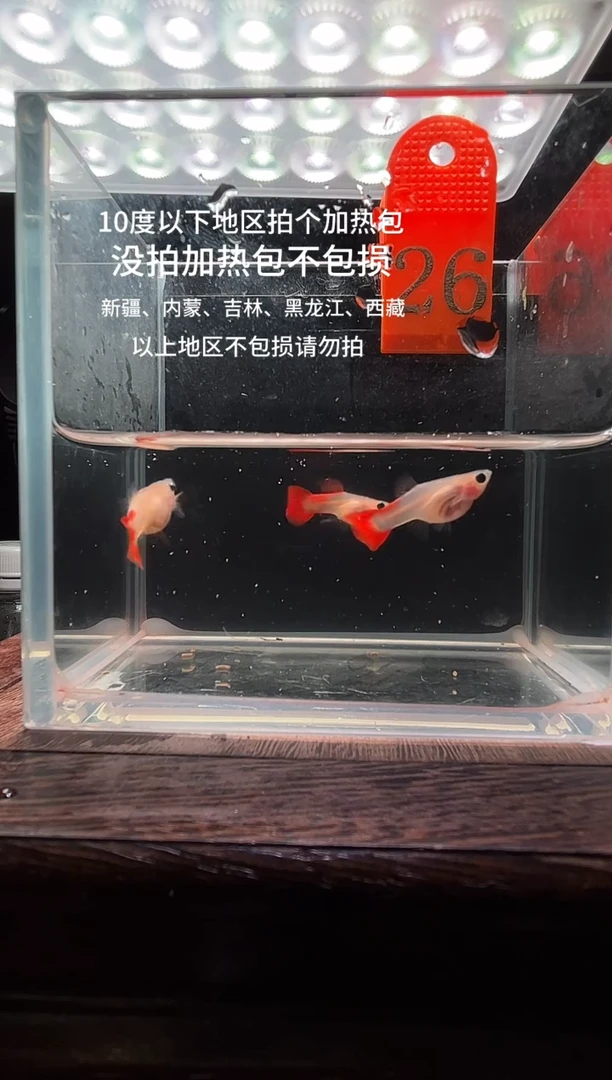 孔雀鱼 红礼服玻璃猫普通体26