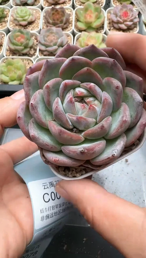 075C云禹多肉植物 带盆土纸巾打包 3颗包邮
