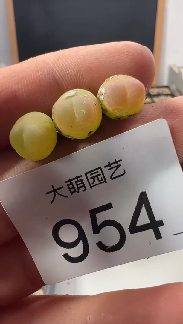 一物一拍          默认微瑕  954