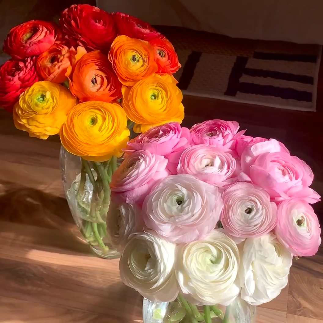 【洋牡丹】带包装醒花 云南鲜花  发货后不支持退款