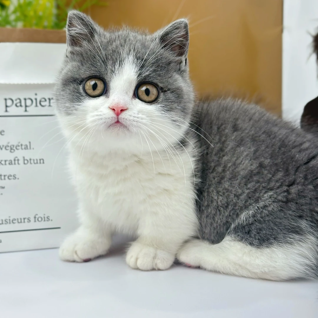 中华田园聪明可爱适合家养的宠物猫