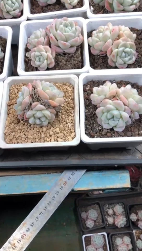 【闪购商品】3头冰玉群7.9米