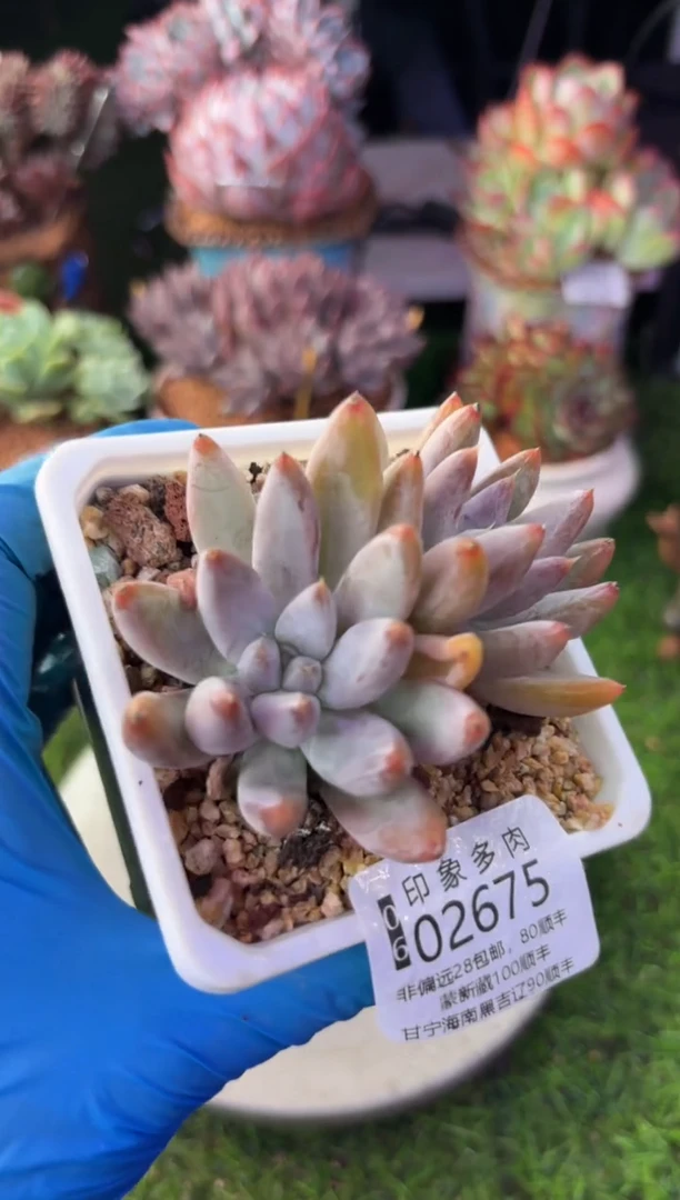 昆明印象多肉02675