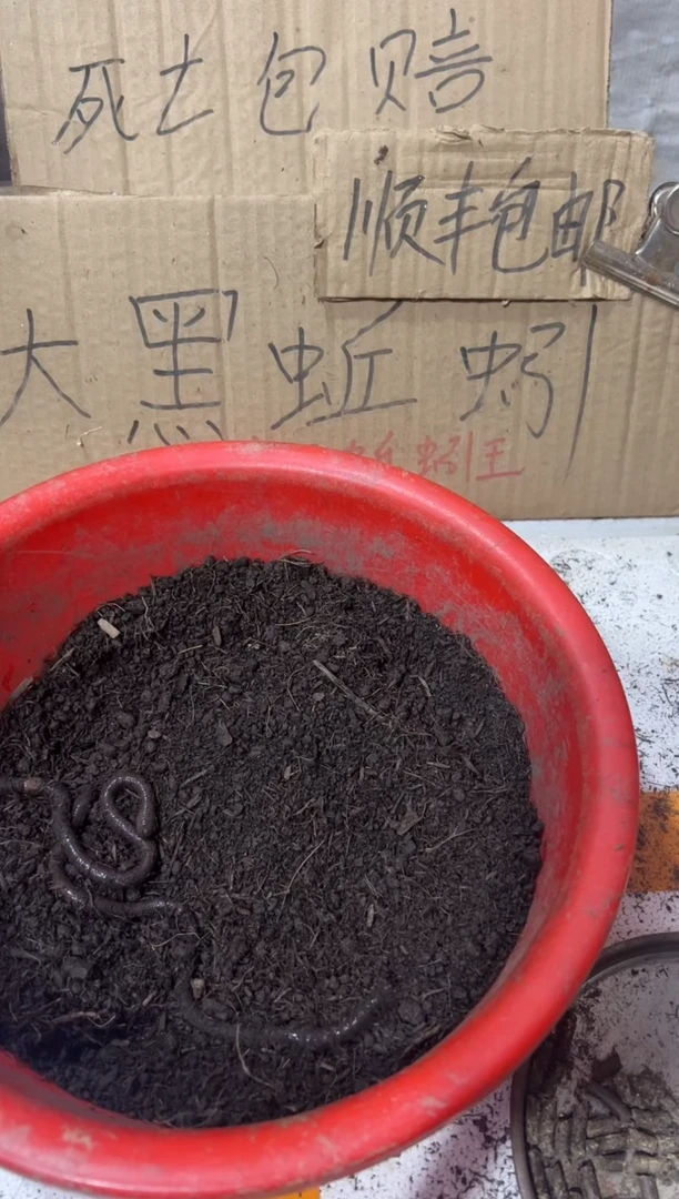 广西广地龙黑蚯蚓一斤