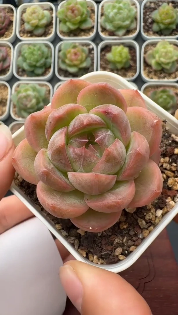 189T带盆土发 当场拍3颗以上包柚 多肉植物 一物一拍