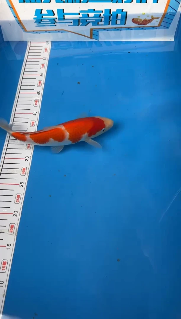 锦鲤2**419号锦鲤红白鱼 闪购