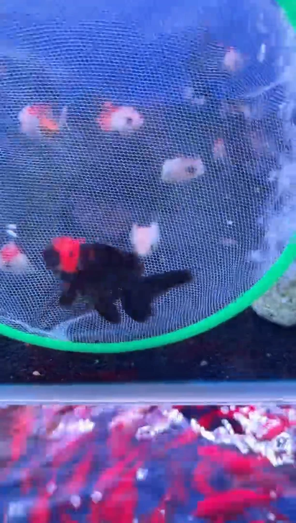 狮头鱼小号红头黑身玛丽泰狮1条