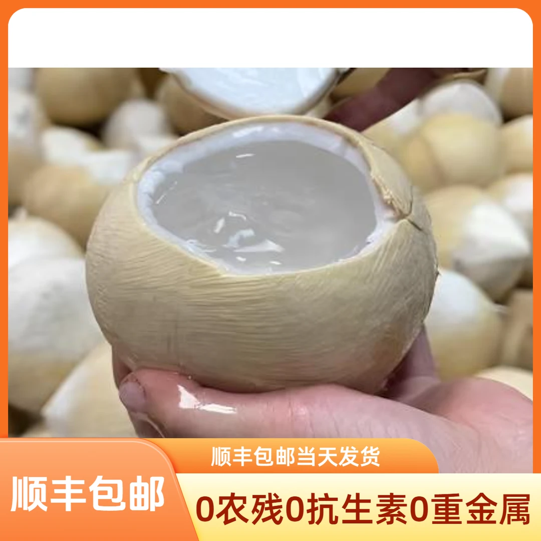 【京东包邮当天发货】海南鲜椰皇/海南 新鲜椰子纯天然0添加