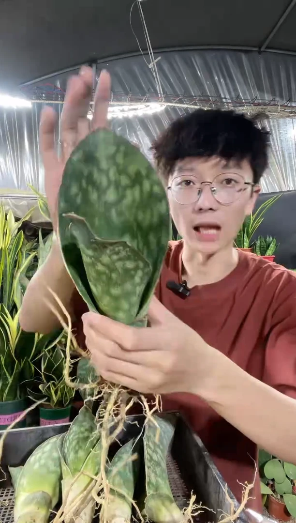 蓝皮鹦鹉单叶裸根26.8