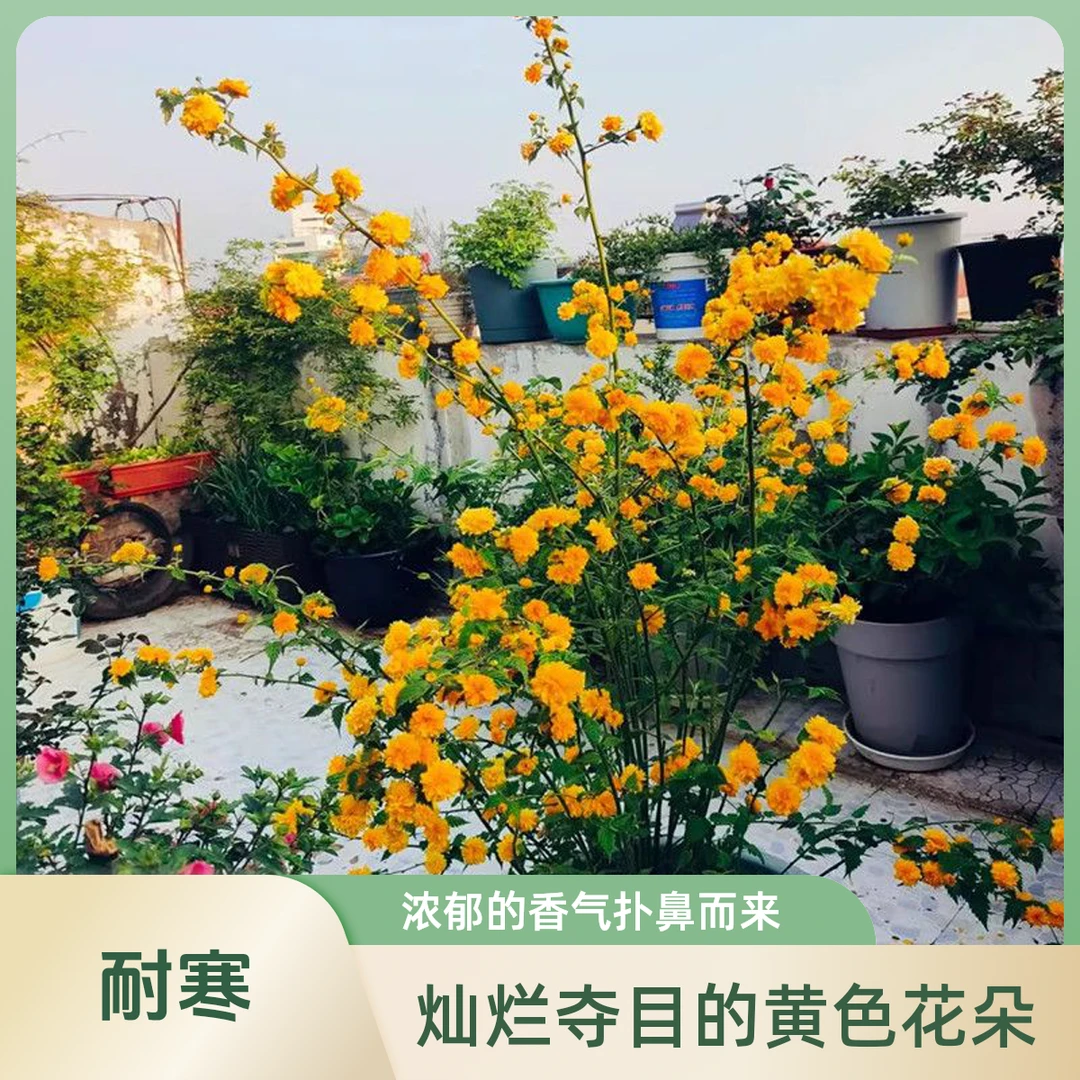 重瓣棣棠花苗盆栽耐荫爬藤攀缘花卉金黄浓香庭院耐寒花园金灿花苗