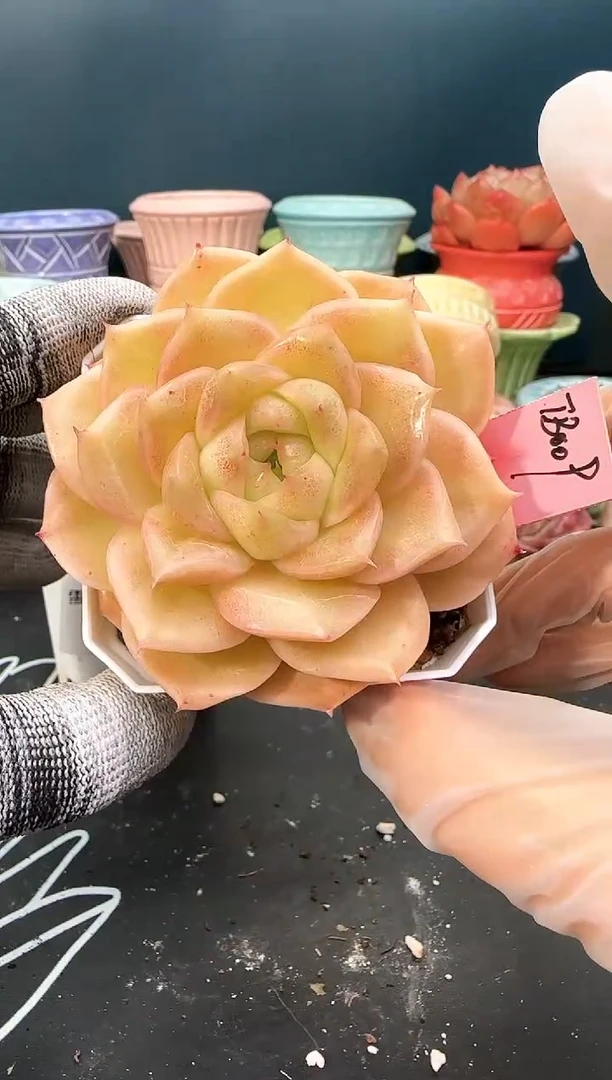 3 145  tb009   （冠幅7. 5 cm）