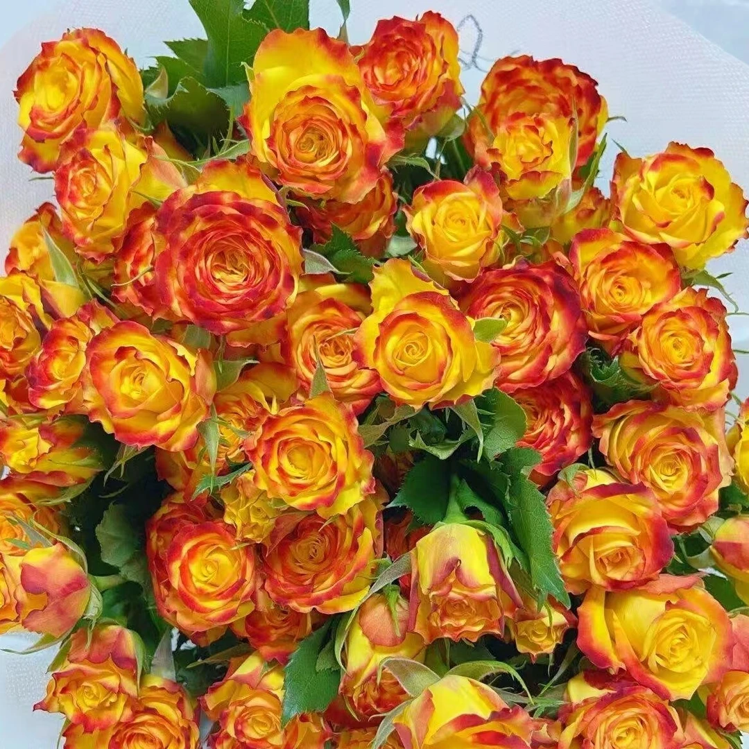 眼线多头玫瑰    相同地址任意两单送配草一束