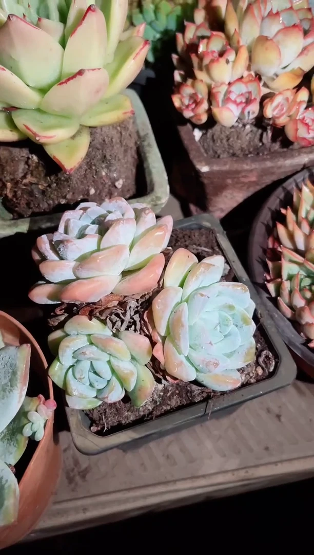 我**扬24043多肉植物一万一平