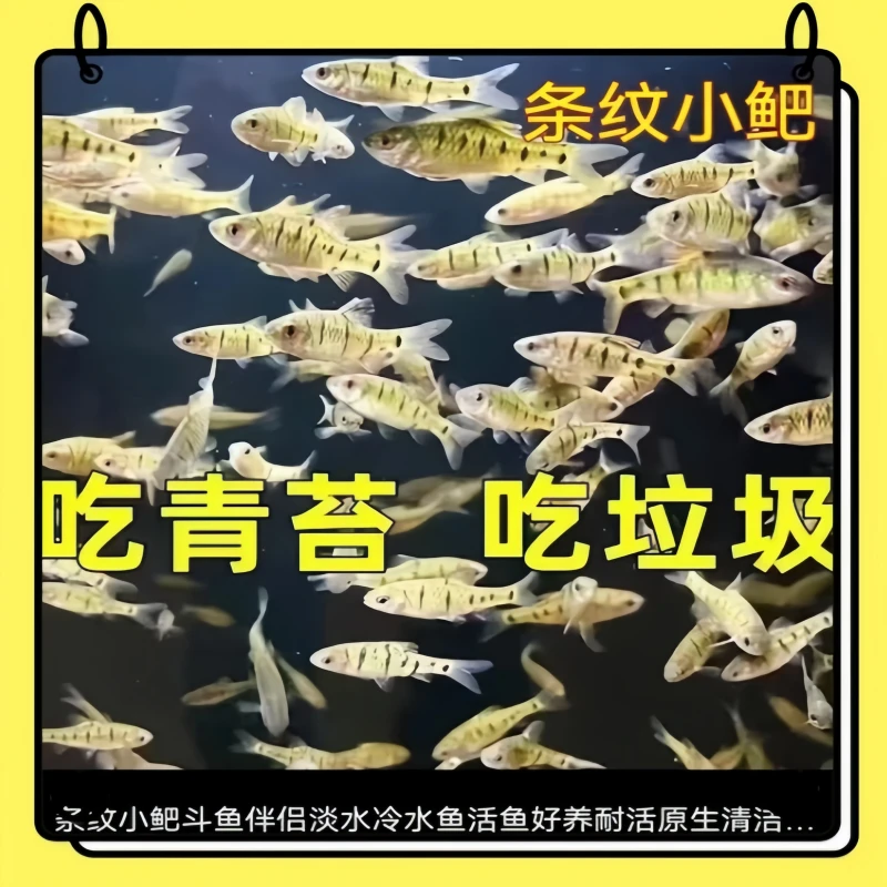小型野生条纹小鲃中国斗鱼伴侣活体二须鲃清洁耐寒冷溪流鱼观赏鱼