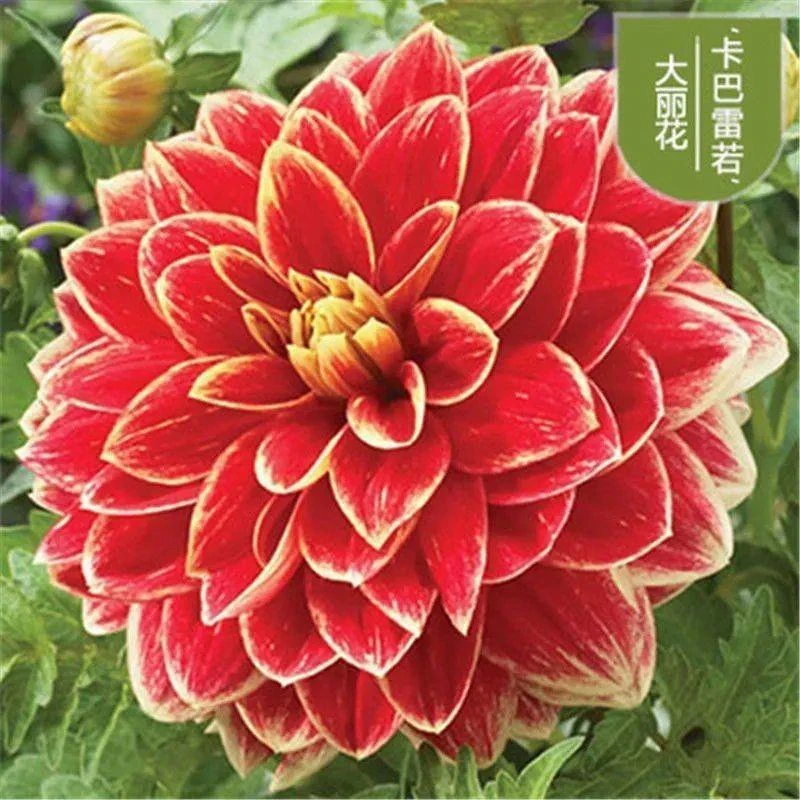 进口重瓣大丽花种球特大大丽花盆栽庭院阳台室内盆栽种植好养花卉