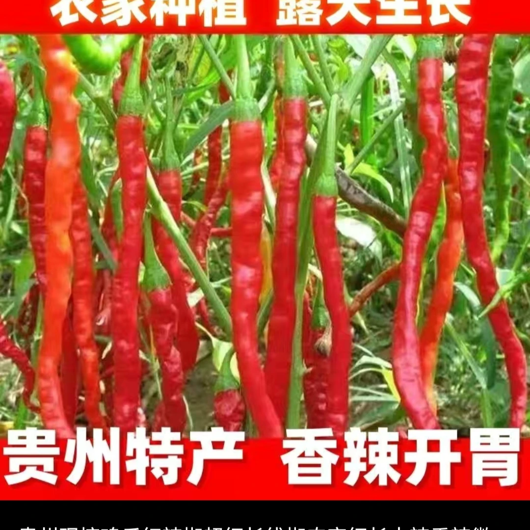 贵州农家现摘大方鸡爪辣红辣椒细长中辣露天种植干椒剁椒酱专用