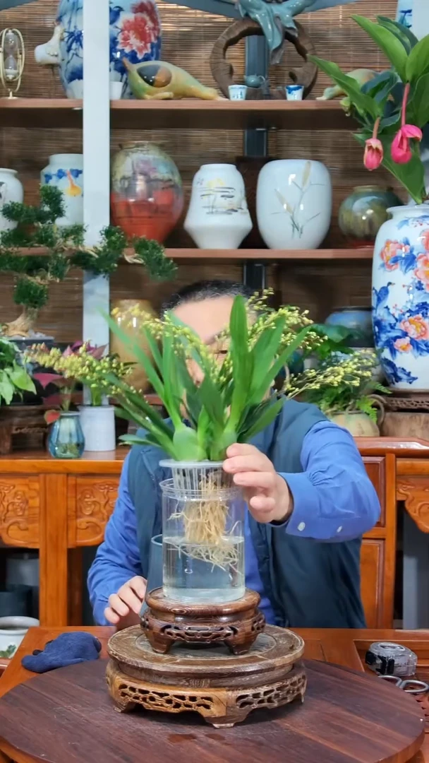全部花苞小*水之韵水培梦香兰