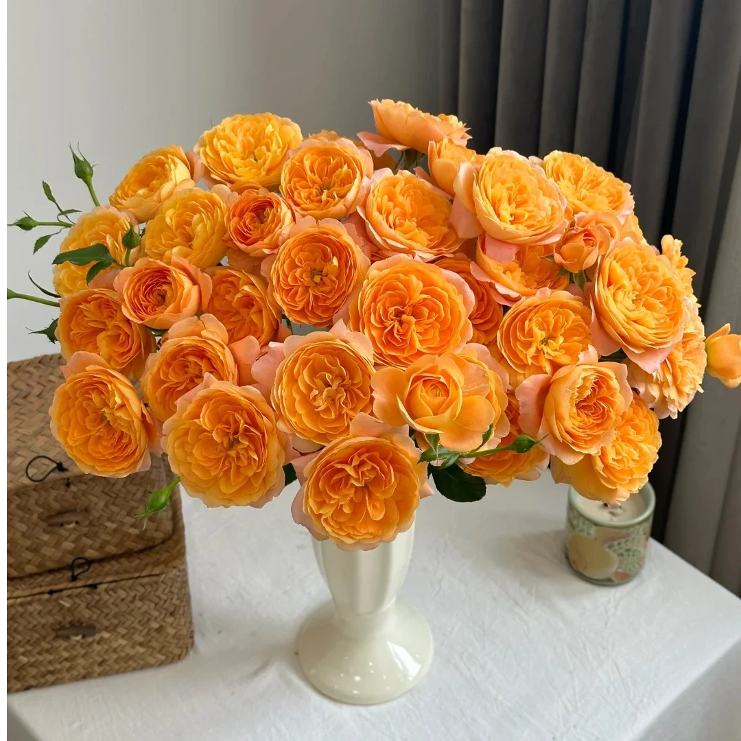 果汁阳台 多头玫瑰  一单包邮三单京东 收到需要醒花