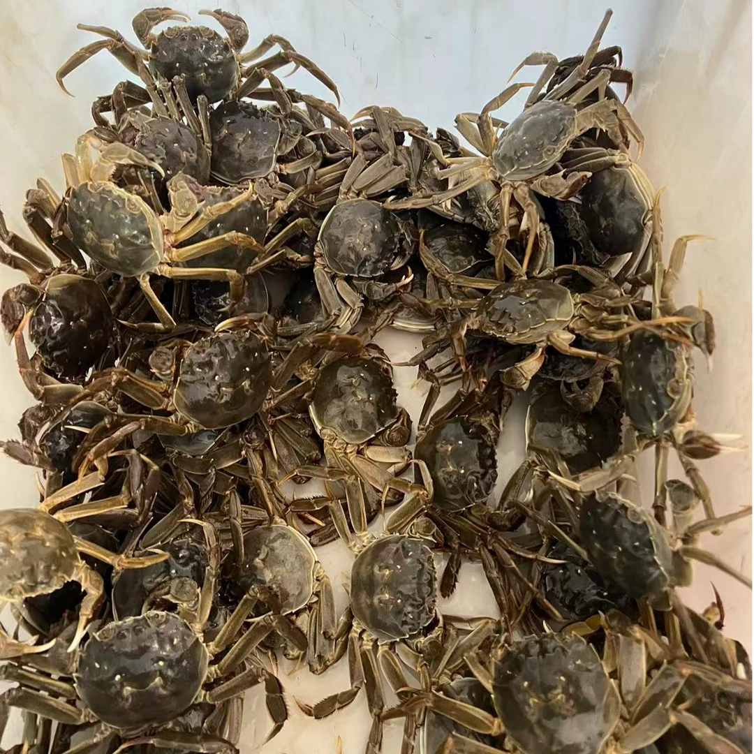 【活蟹】盘锦河蟹1.3-1.5两母蟹2斤只只手挑 顺丰发货