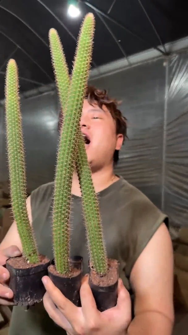 3颗 彩舞柱【带根】高20-30cm