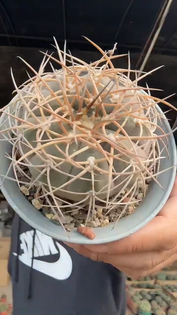 2-7号         29.99