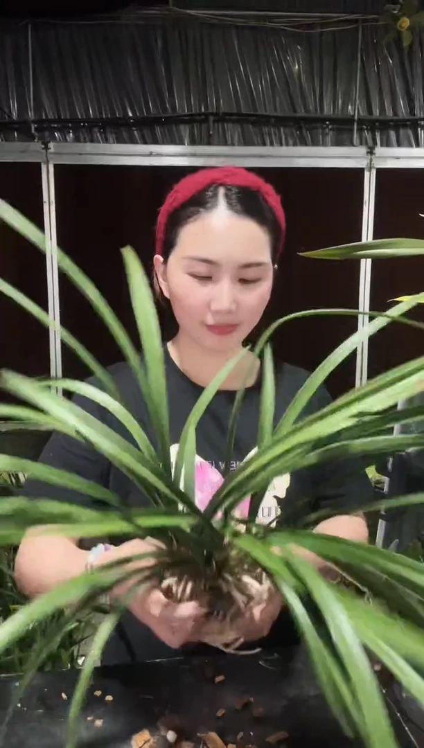 无花朵3苗带花苞花开富贵