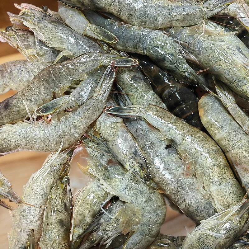 新鲜缺氧明虾500g。介意者慎拍！