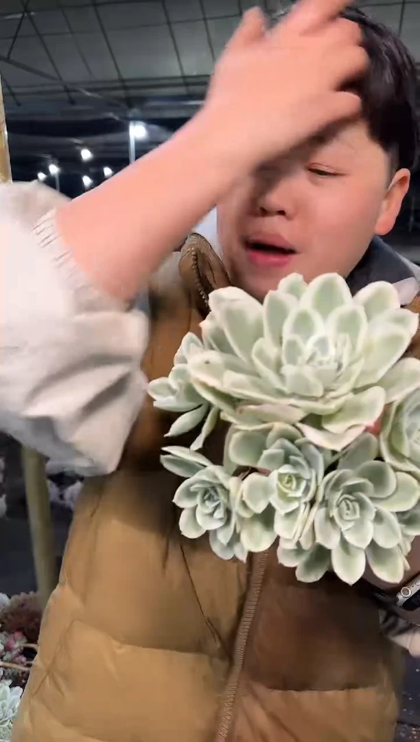 柠檬玫瑰锦 3.99