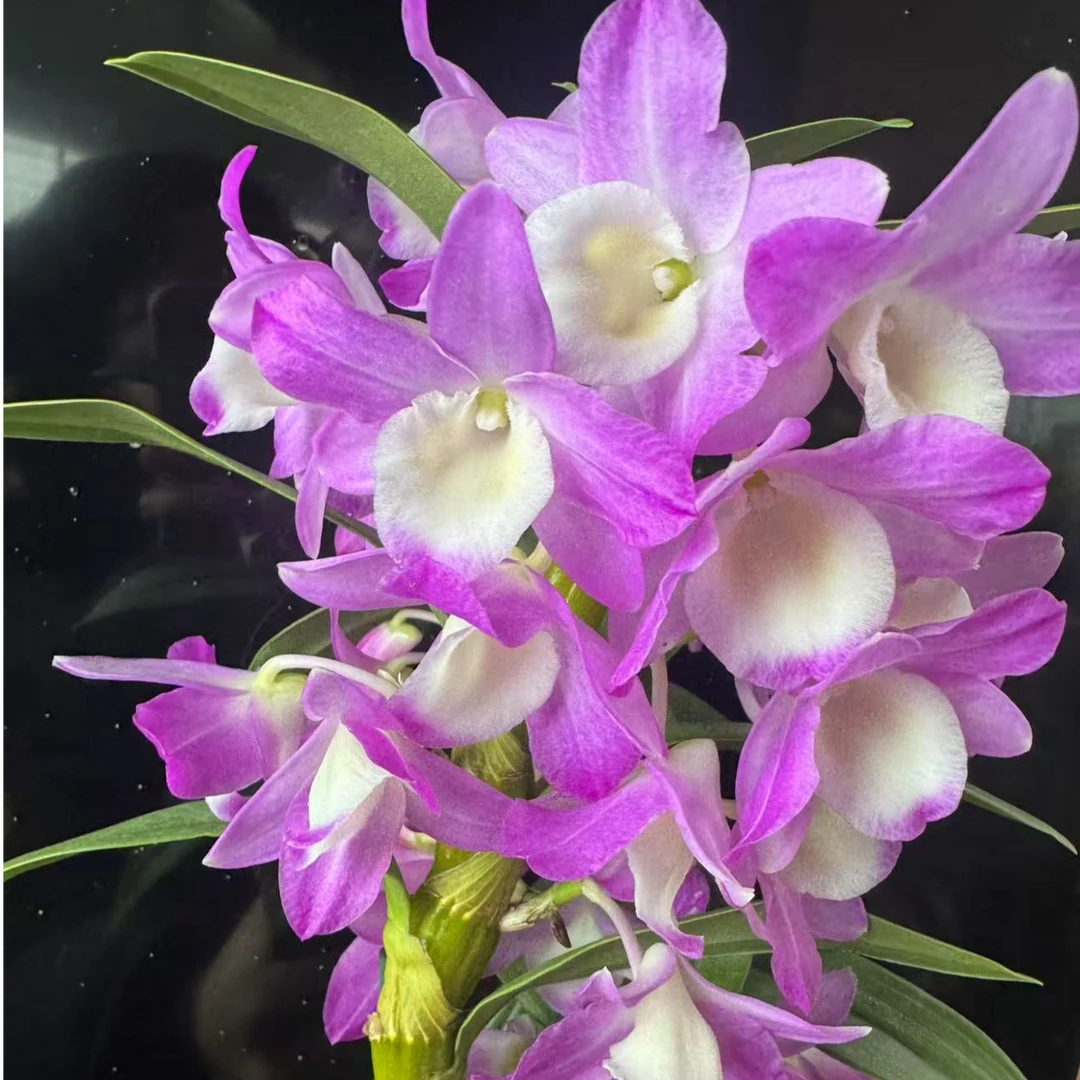 春石斛—（桃花女）粉紫色爆款网红色仙气飘飘款