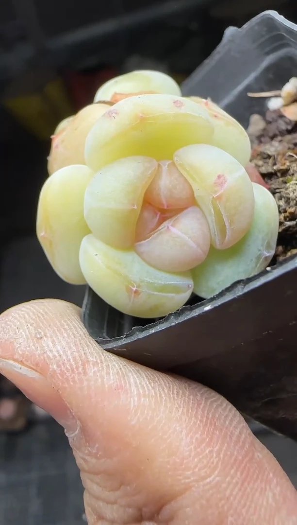 【闪购商品】一物一拍0216—455