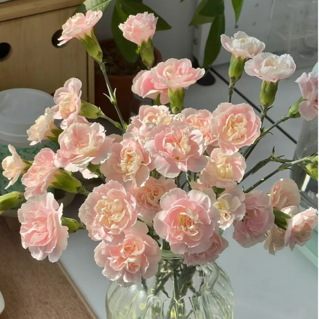 多头康乃馨花束多丁10枝颜色随机发货