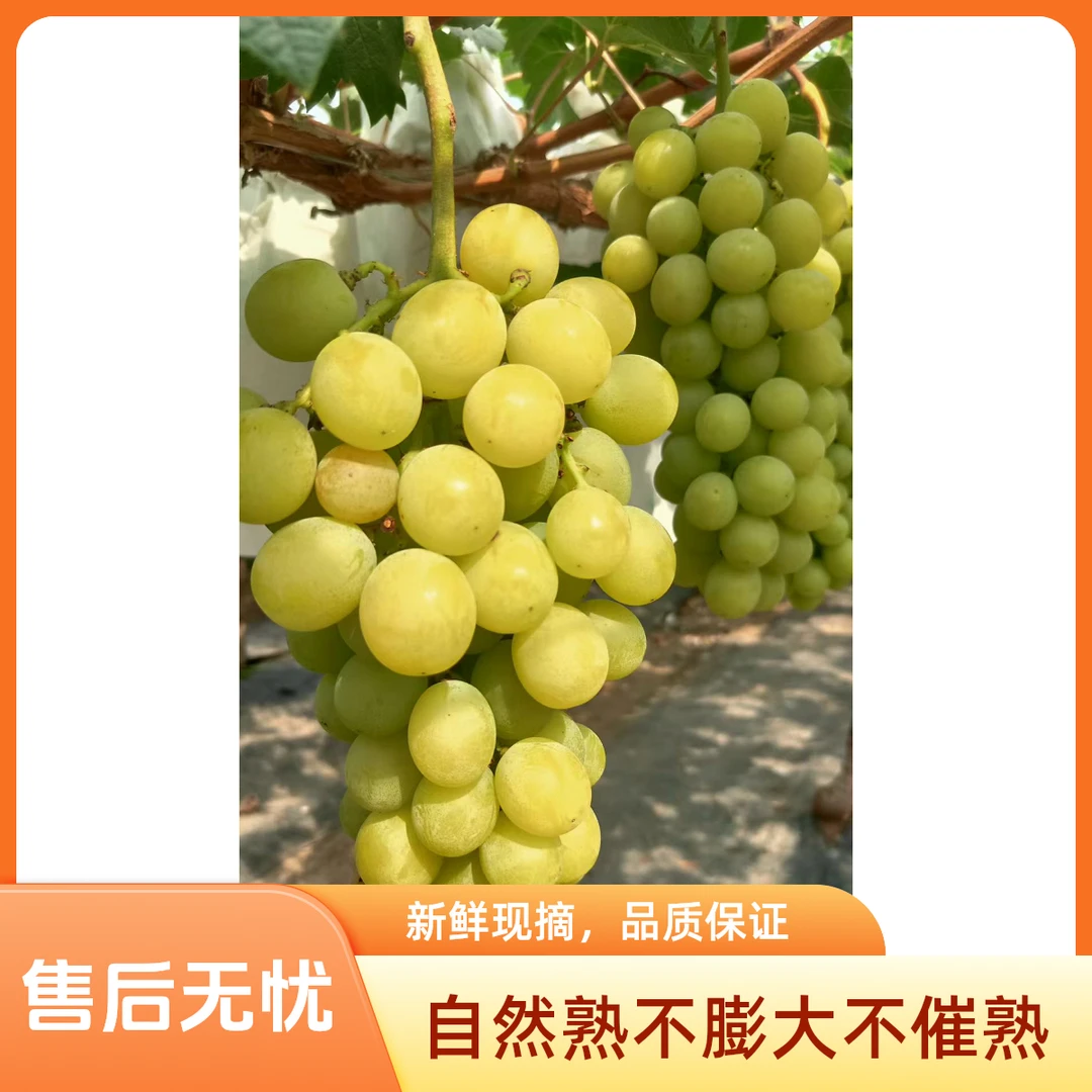 阳光玫瑰自然熟酵素喂养不膨大不催熟顺丰包邮山东省