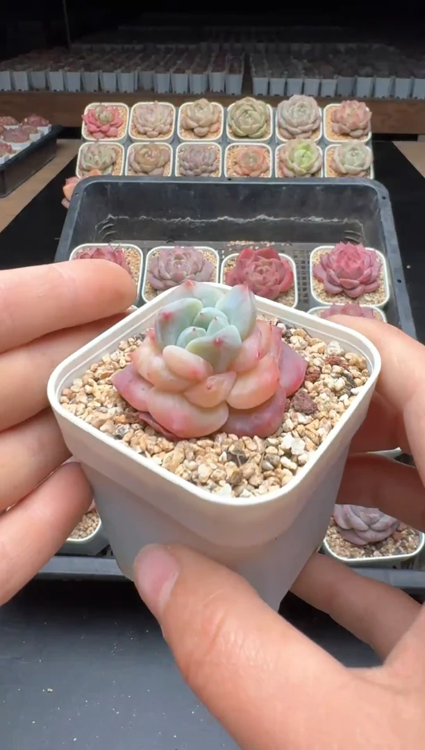 【闪购商品】918号一物一拍珍妮多肉花卉植物3颗起发