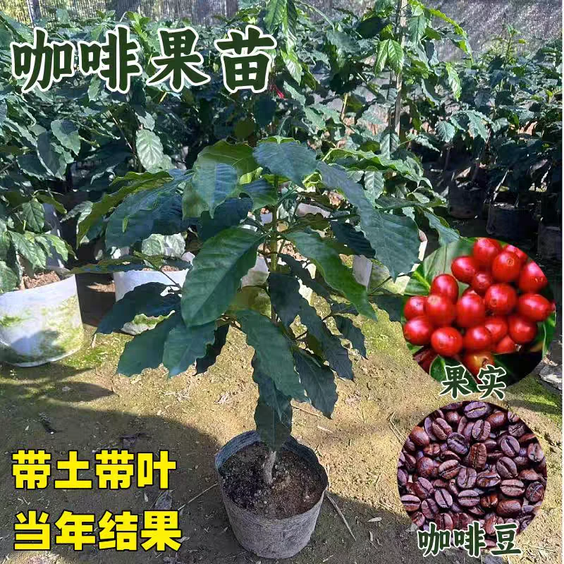 保山小粒咖啡树苗