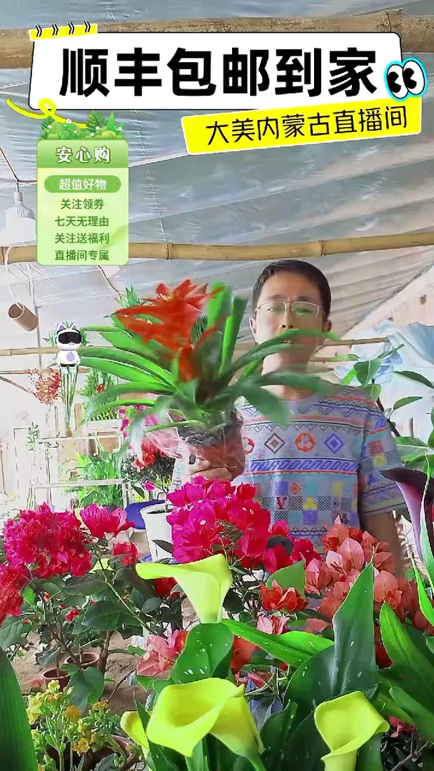 完全开放鸿运当头