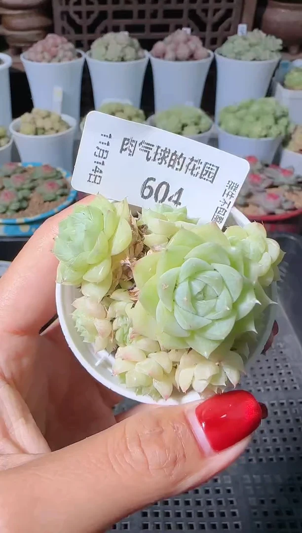 1114-604群生不包整