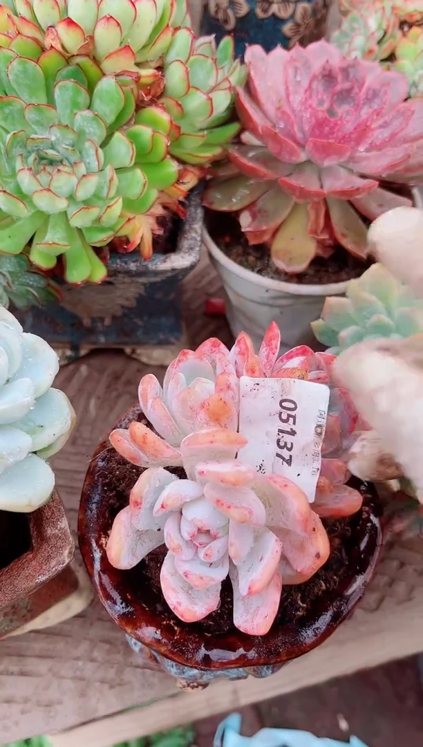 艾*多肉植物一物一拍02137