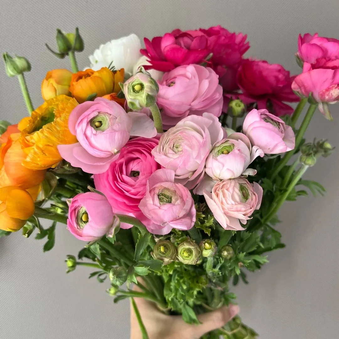 洋牡丹鲜花小清新长花期家养水养花店直发