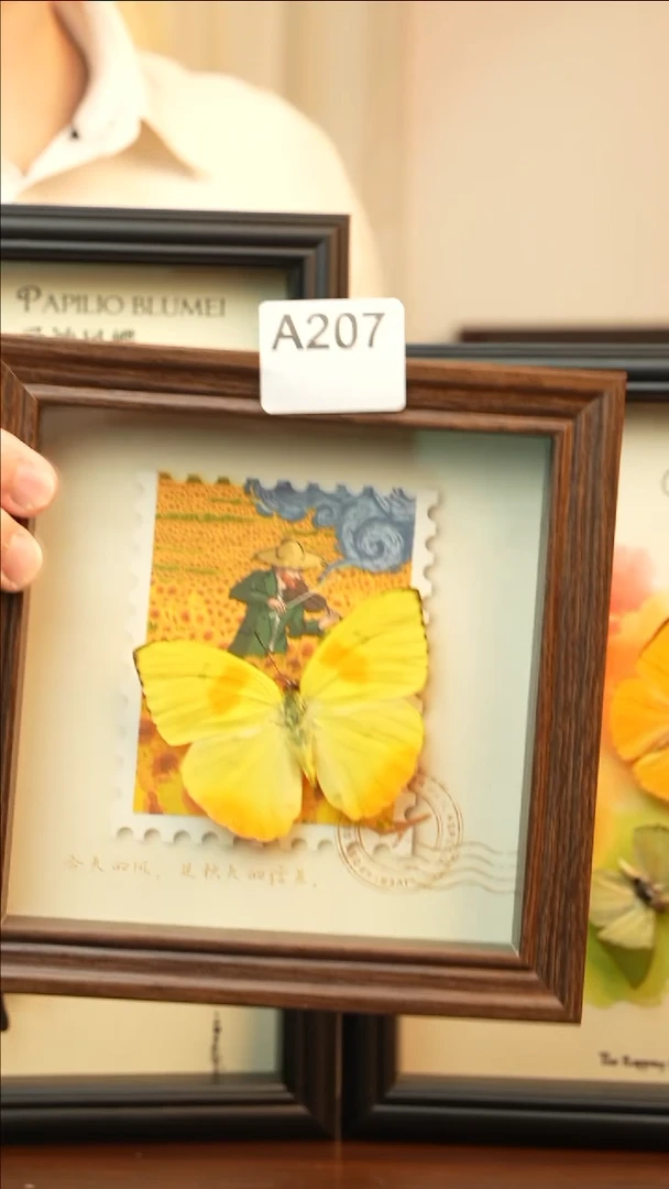 黄纹菲粉蝶秋日限定款A207