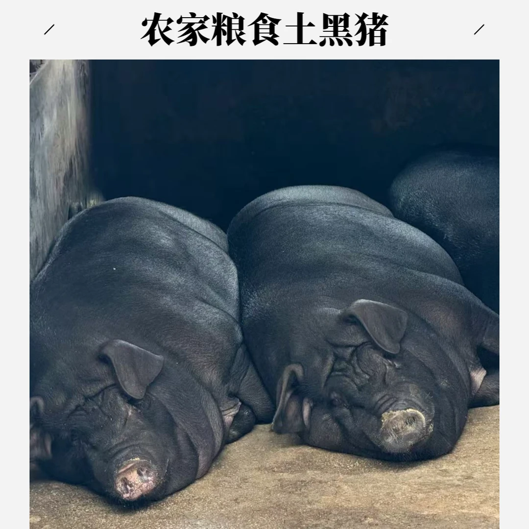 【黑土猪现称链接】阿飞农家粮食喂养黑毛土猪顺丰包邮