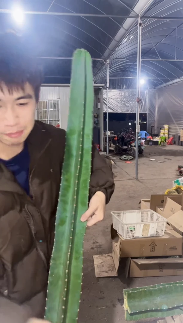 【闪购商品】80cm 量天尺【无根】