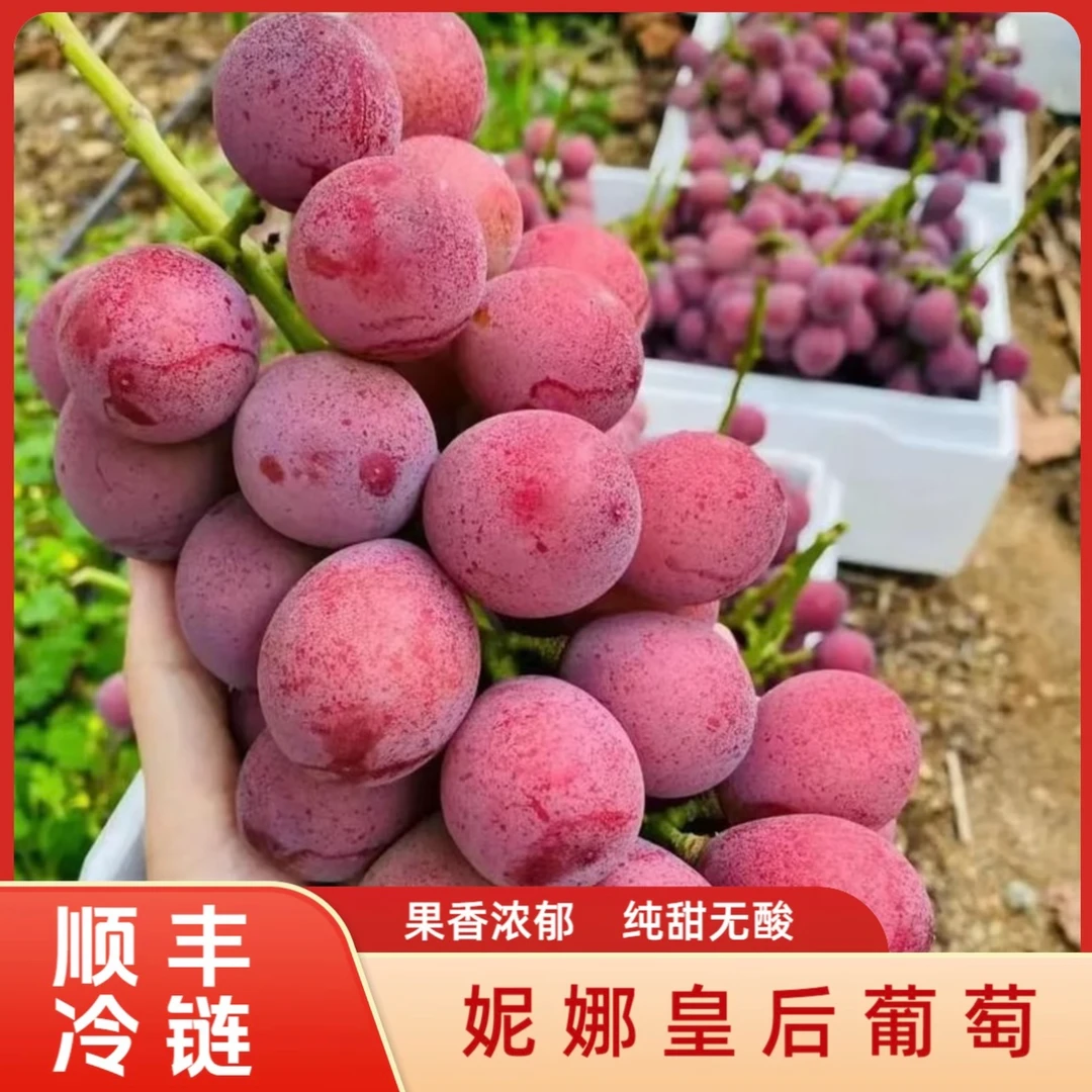 【正宗妮娜皇后】QueenNina无籽葡萄浓香酒香脆甜当季新鲜现摘整箱