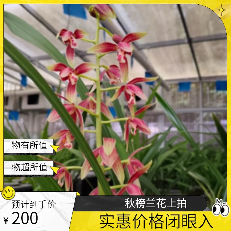 一物一拍,秋榜兰花,花卉绿植,盆栽盆景,观赏。