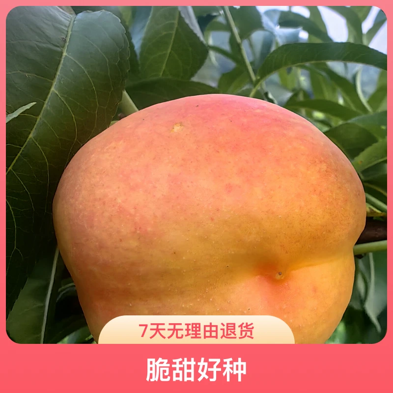 黑涞醉桃早中晚5个新品种正版嫁接小苗组合脆甜好种