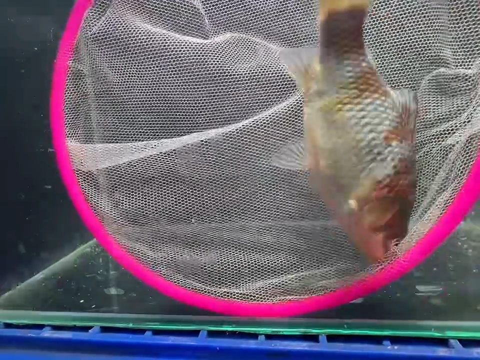 金鱼短尾草金专拍链接118