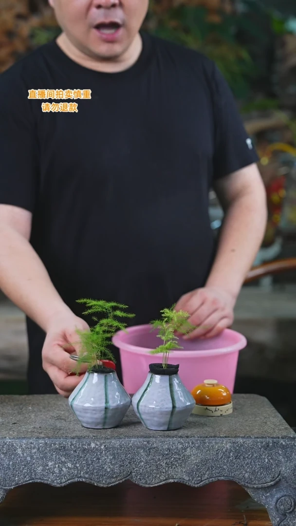 当前无花栽培后可以开花105文竹