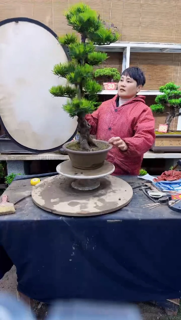 以实际为准罗汉松